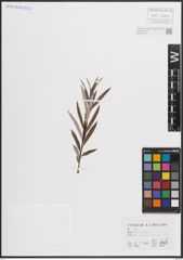 Foto von Salix eleagnos Scop.